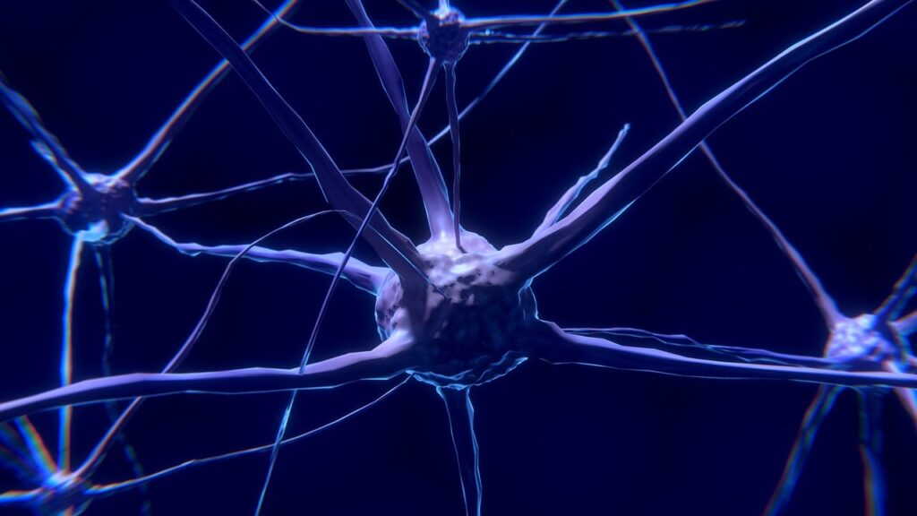nerve cells, neurons, nervous system-2213009.jpg